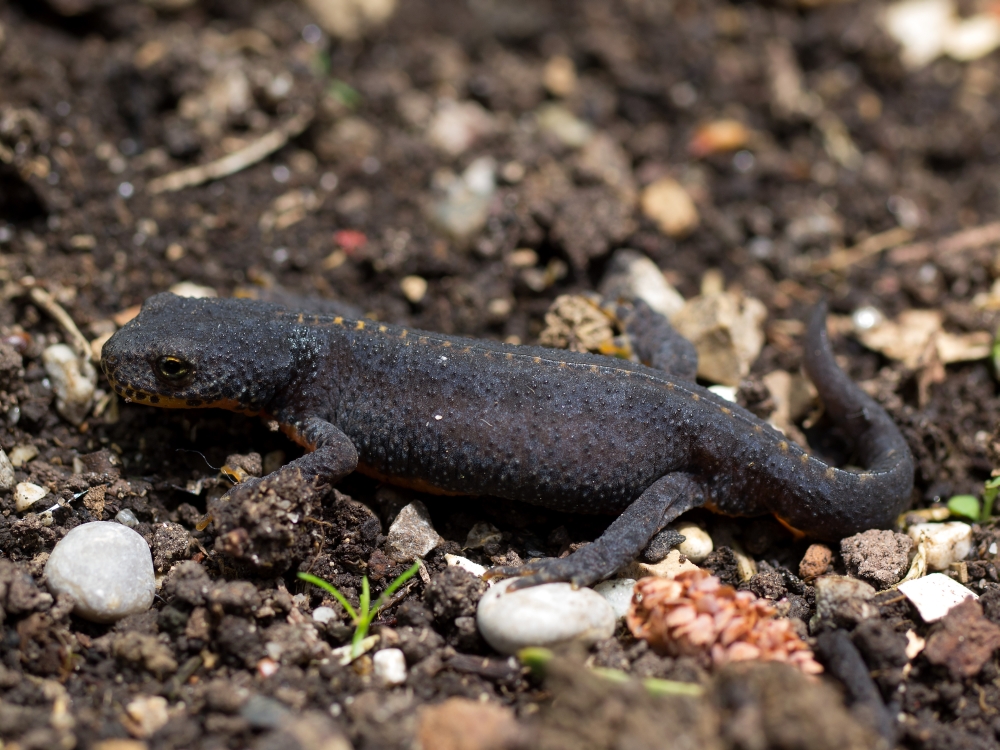 Tritón Alpino (Ichthyosaura alpestris)