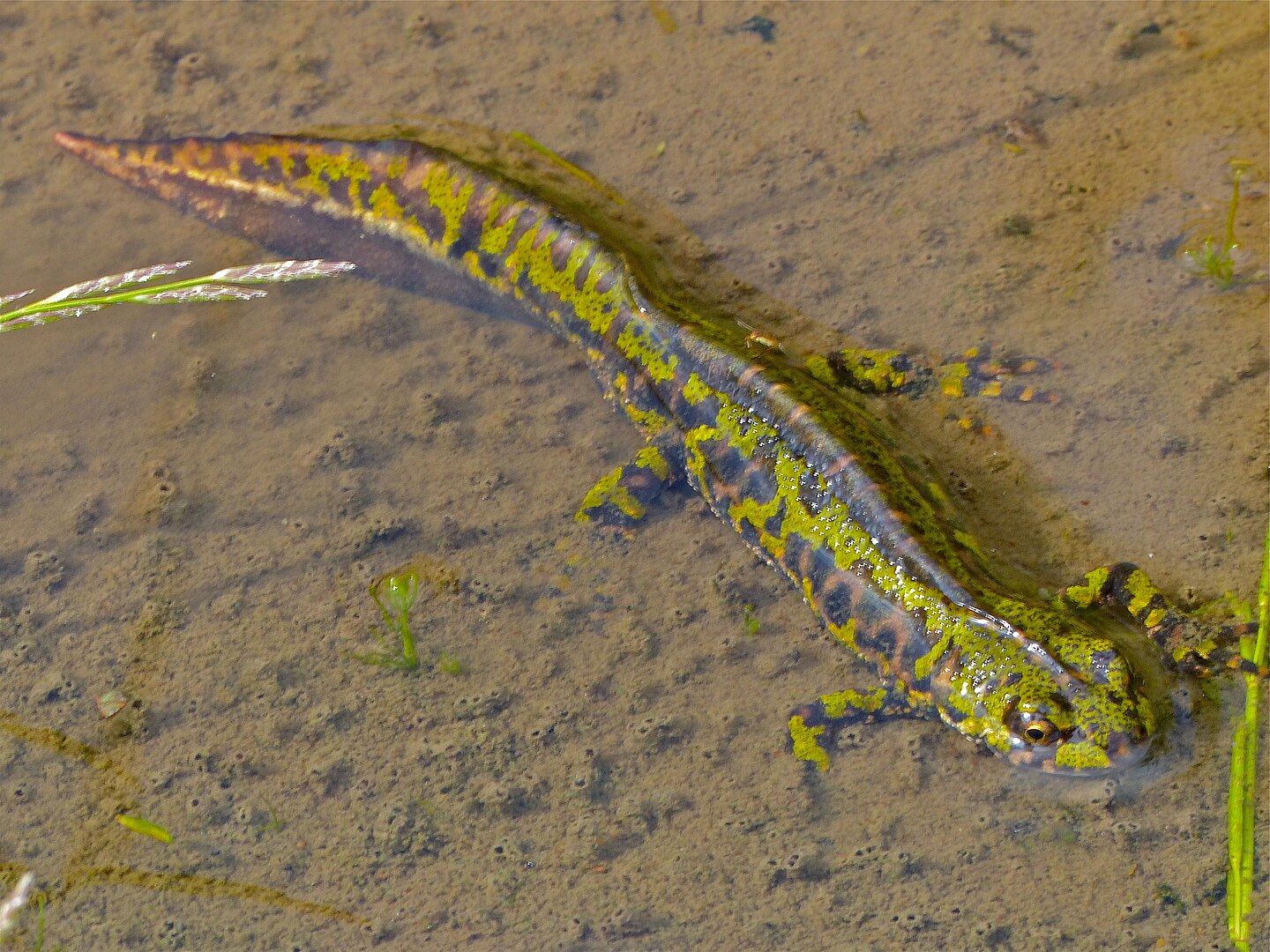 Tritón Jaspeado (Triturus marmoratus)