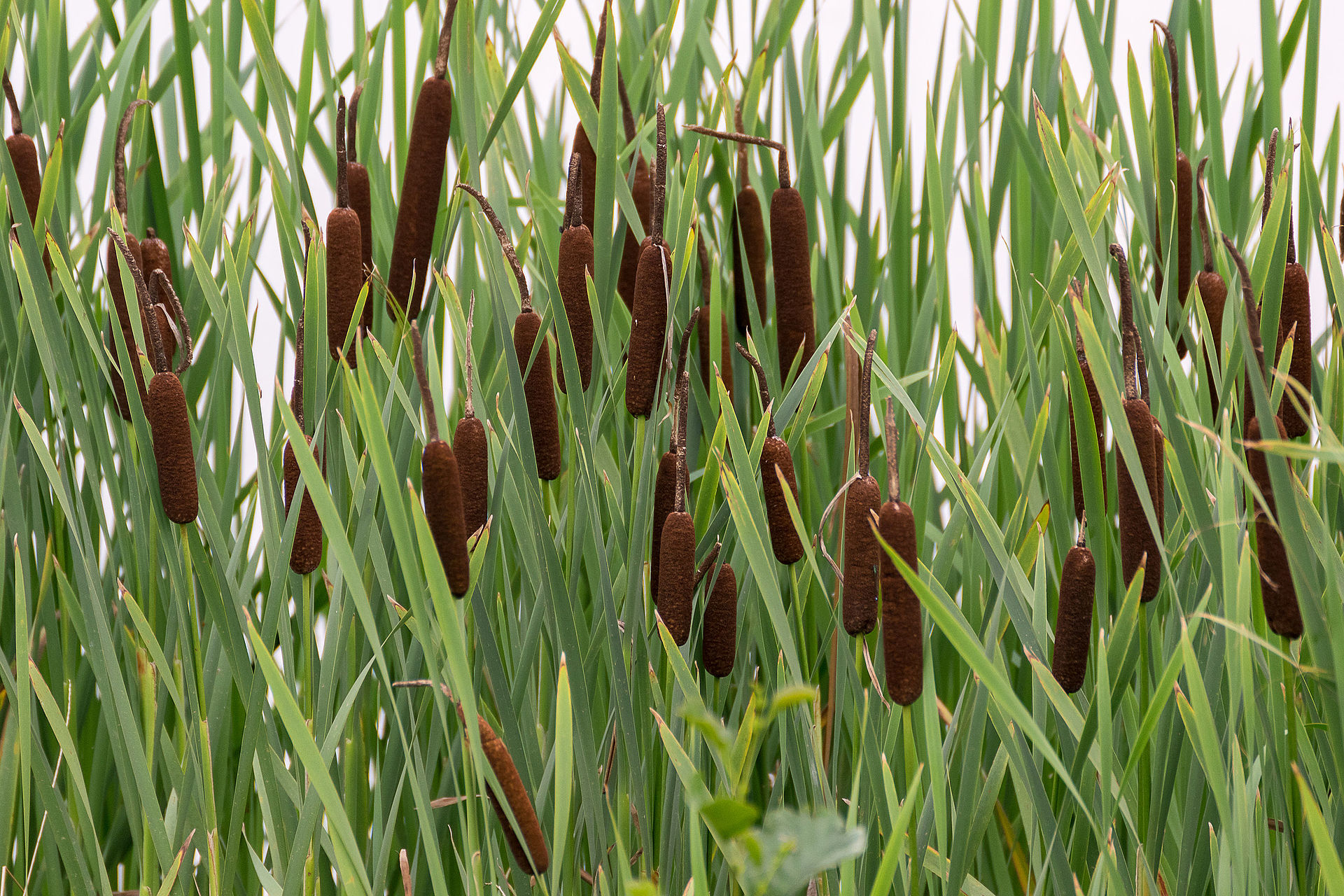 Typha latifolia