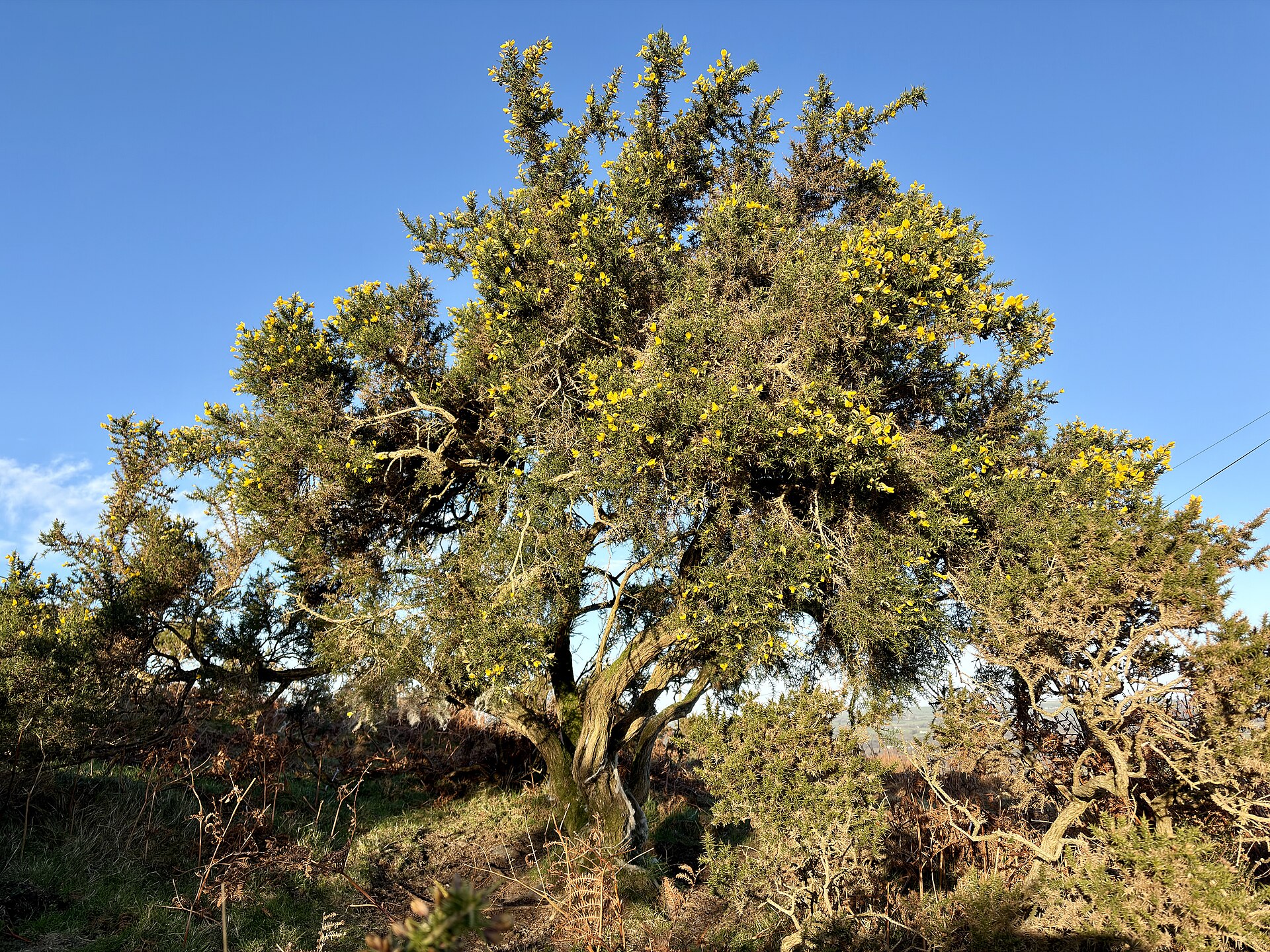 Ulex europaeus