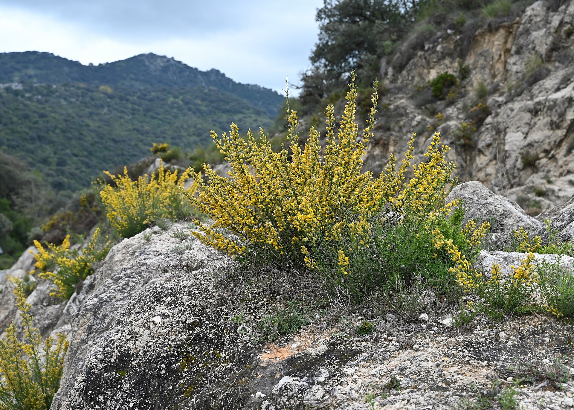 Ulex parviflorus