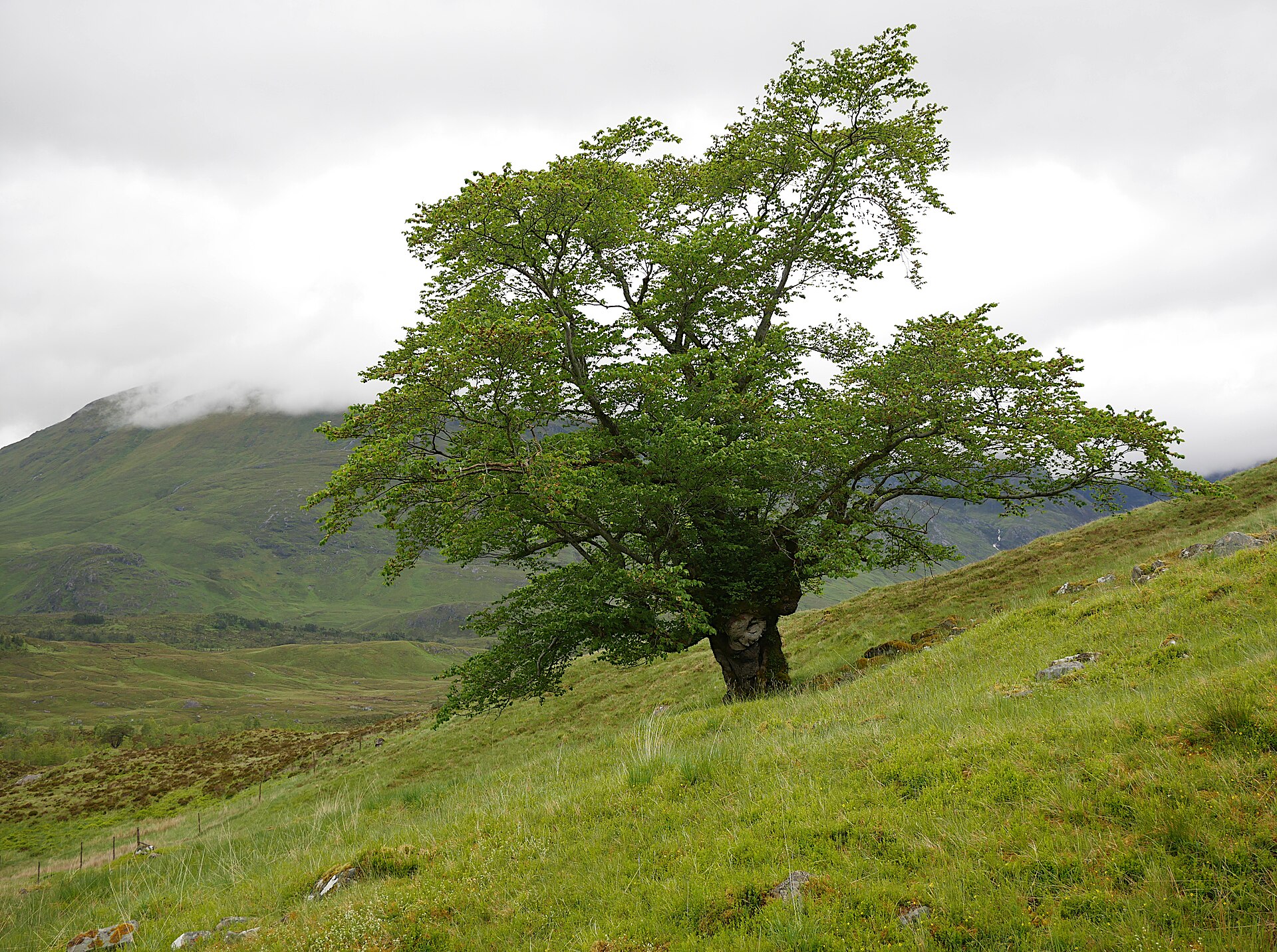 Ulmus glabra