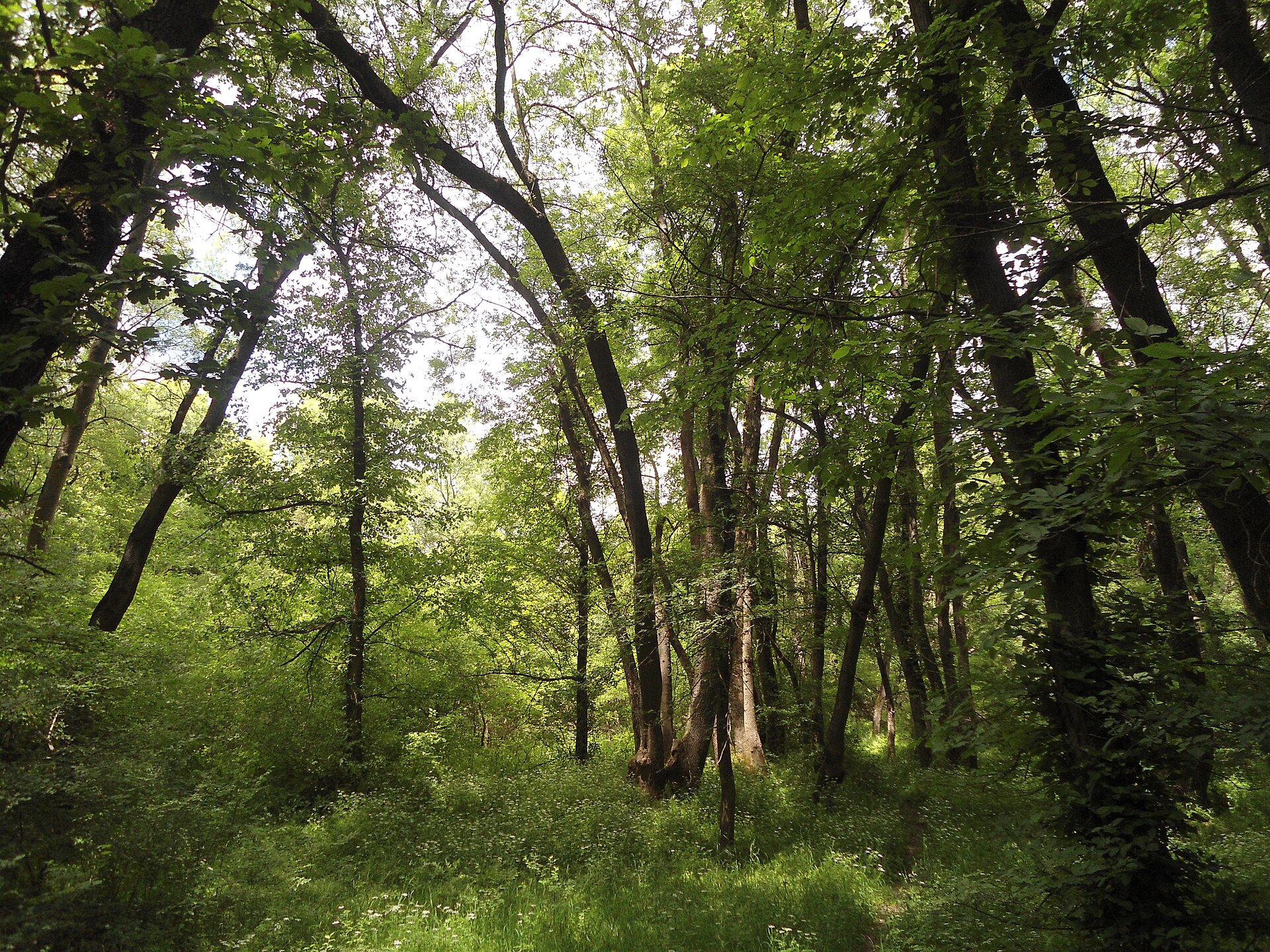 Ulmus laevis