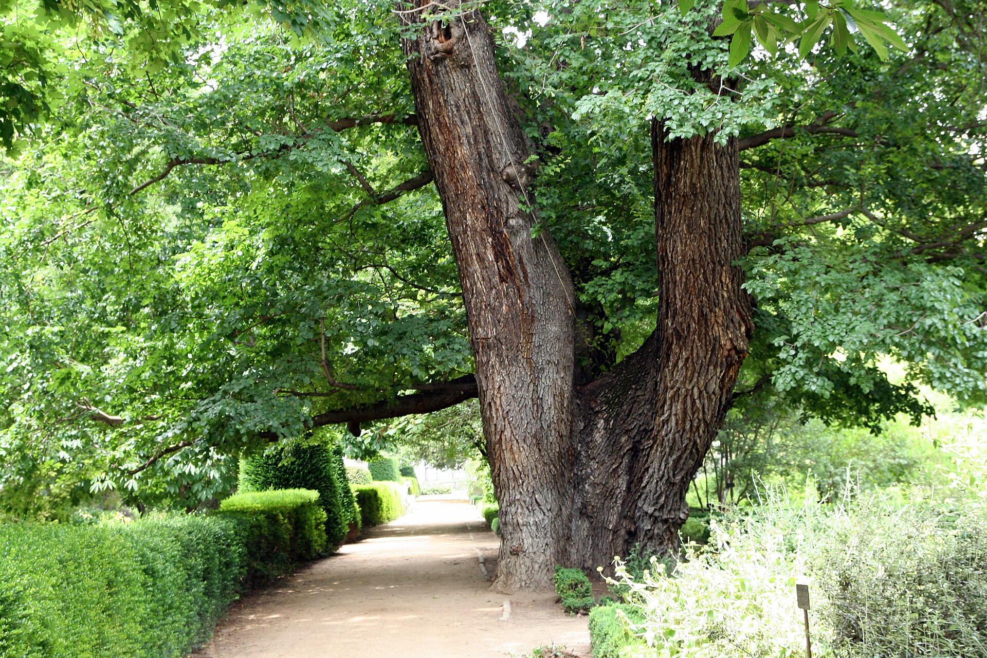 Ulmus minor