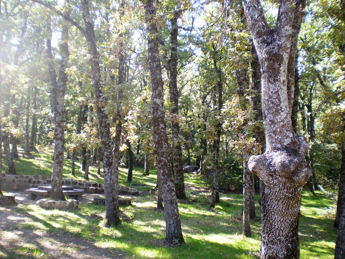 Vegetación del Sistema Central