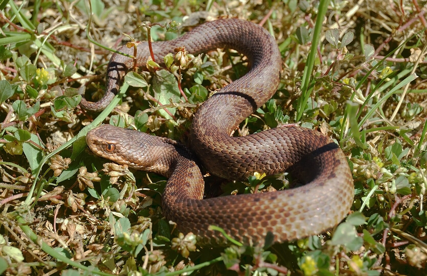 Víbora Cantábrica (Vipera seoanei)