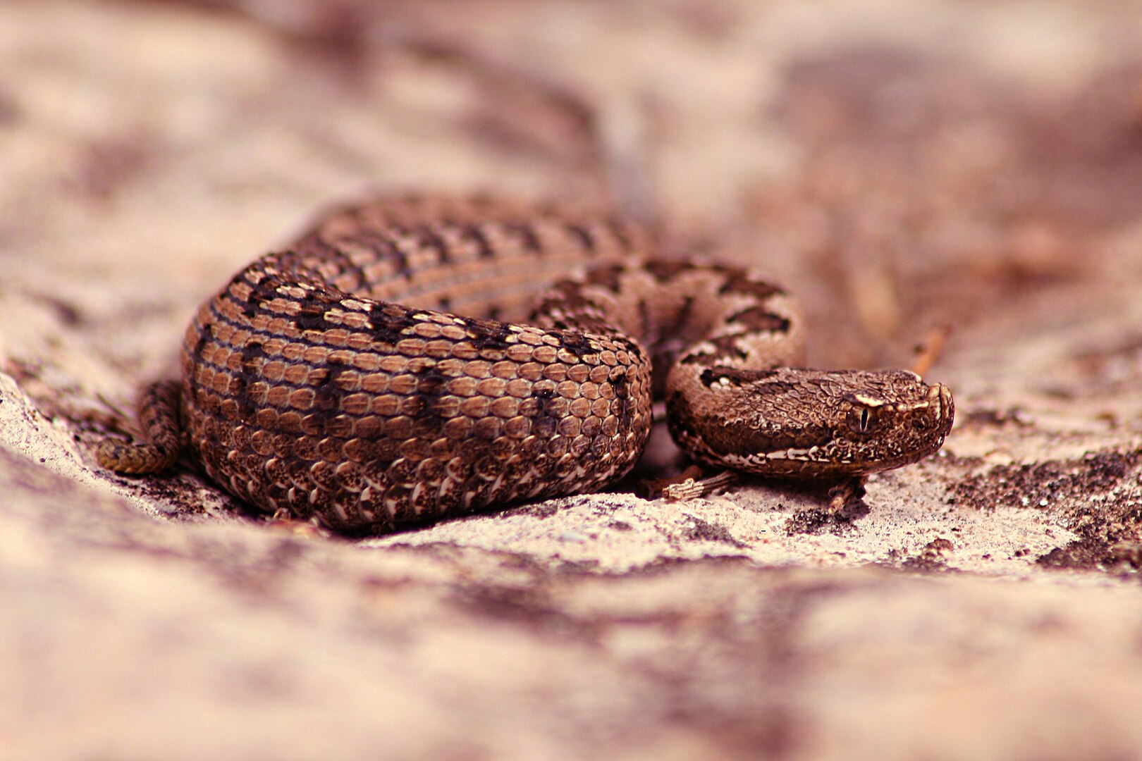 Víbora Hocicuda (Vipera latasti)