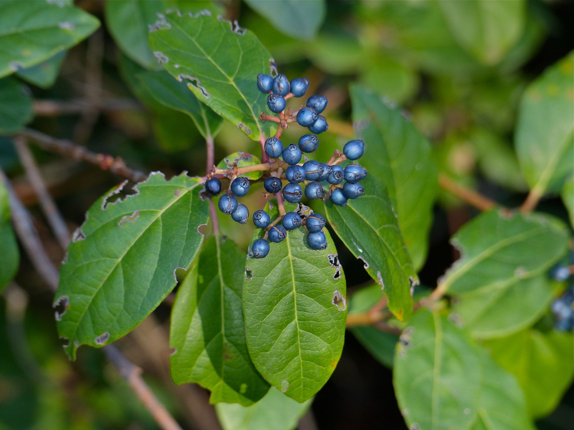 Viburnum tinus