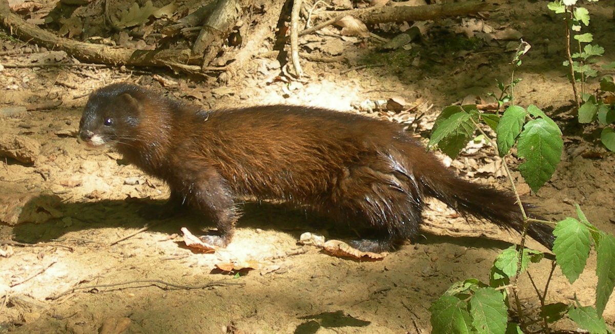 Visón Europeo (Mustela lutreola)