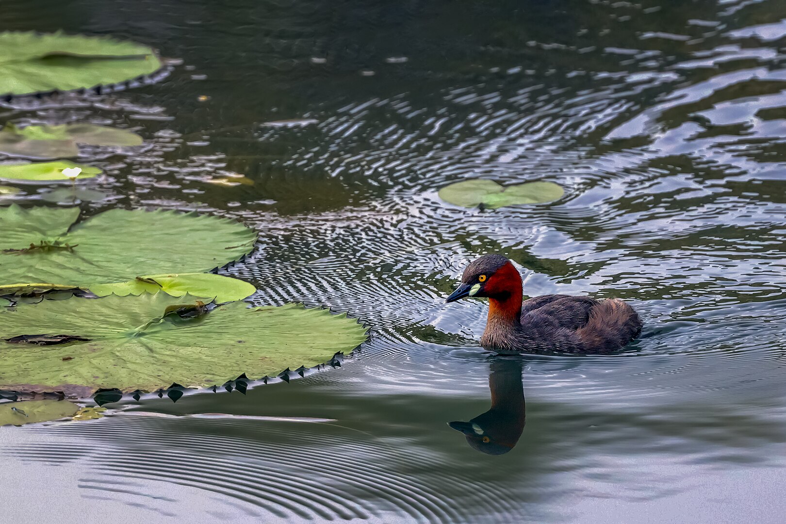 Zampullín Común (Tachybaptus ruficollis)