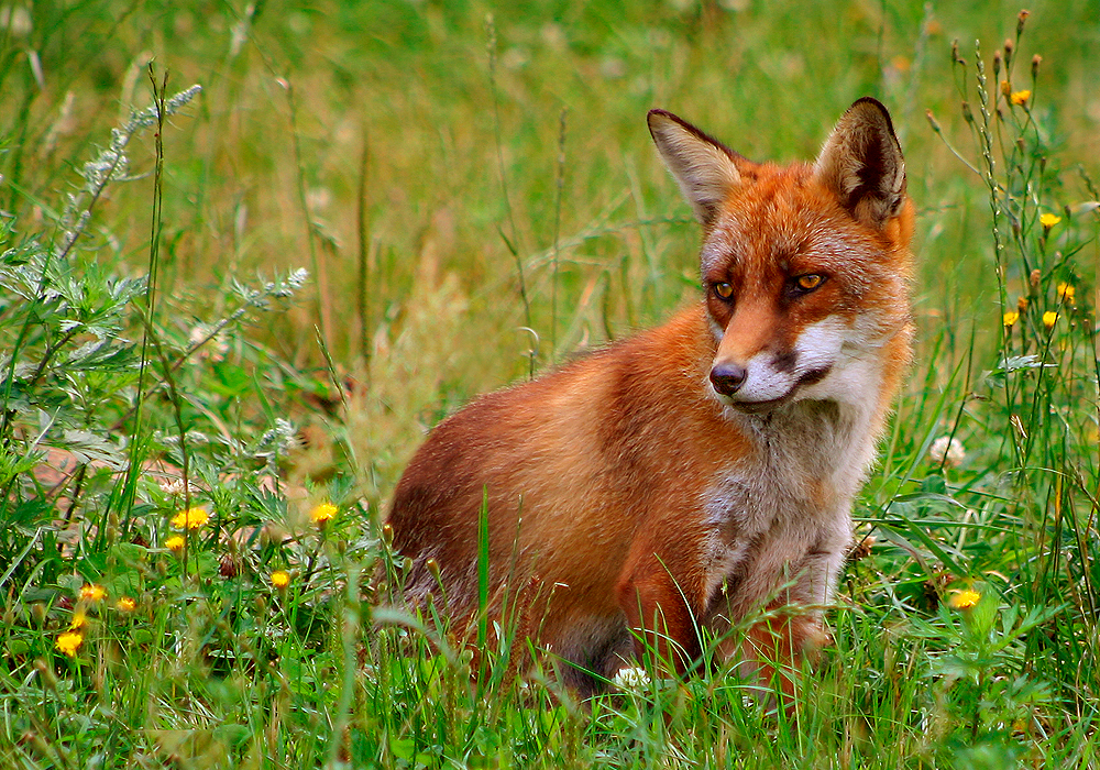 Zorro (Vulpes vulpes)