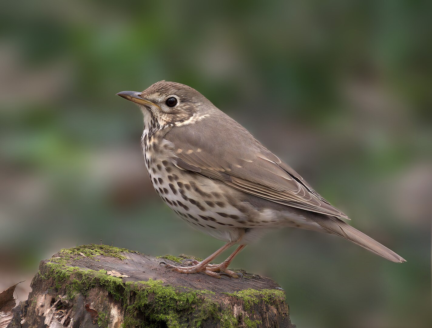 Zorzal Común (Turdus philomelos)